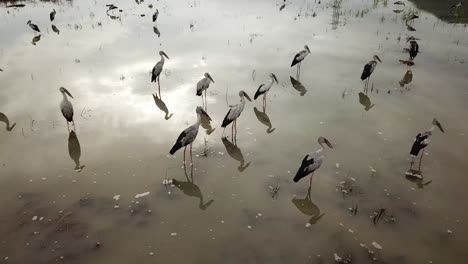 Asian-openbill-walk-in-flooded-paddy-field.